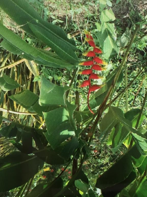 Carribbean Madicreole Au Carbet Villa Ле Карбе Екстериор снимка